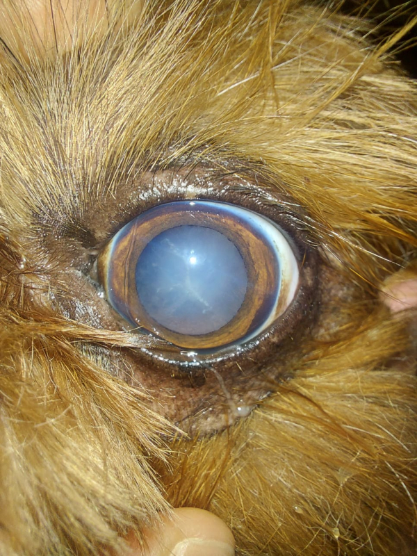 Agendamento de Cirurgia de Catarata Cachorro ZV Zona Verde - Cirurgia de Catarata em Cachorro
