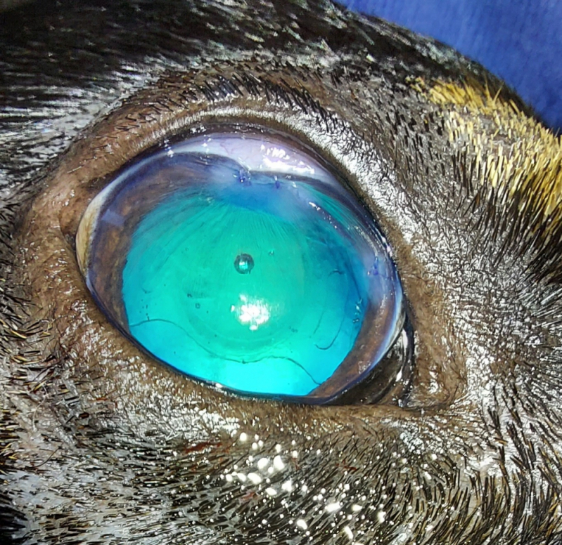 Agendamento de Cirurgia de Catarata em Cachorro ZV Zona Verde - Cirurgia para Catarata em Cachorro