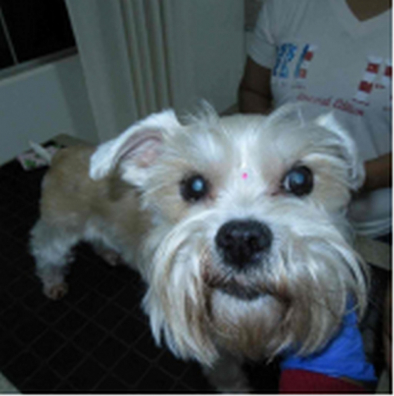 Cirurgia Catarata Animais Agendar Cidade Ocidental - Cirurgia de Catarata para Cachorros Mangueiral