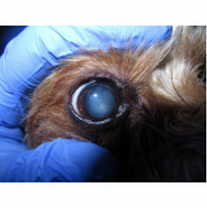 Cirurgia Catarata Animais Clínica Zona Industrial - Cirurgia de Catarata Animal Itaipu