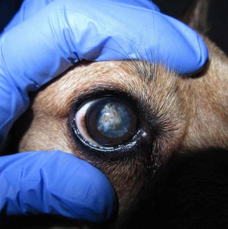 Cirurgia Catarata Cachorro PARQUE TECNOLOGICO DE BRASILIA GRANJA DO TORT - Cirurgia para Catarata em Cachorro