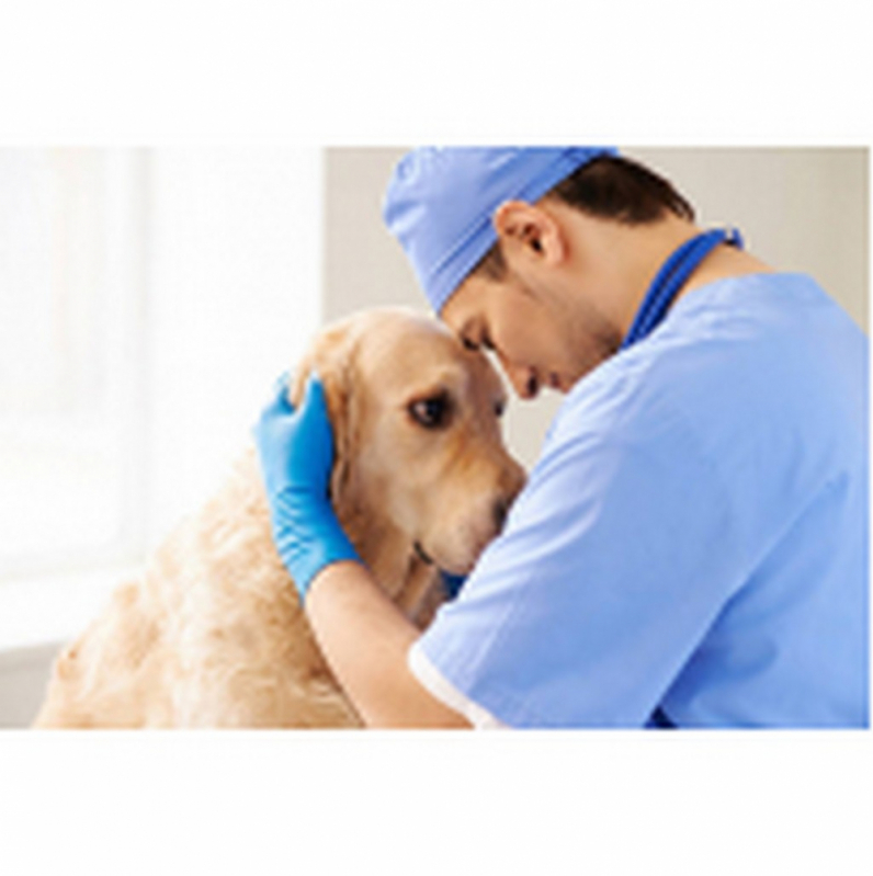 Cirurgia Catarata Cachorros Clínica Águas Claras - Cirurgia Catarata para Animais Tororó