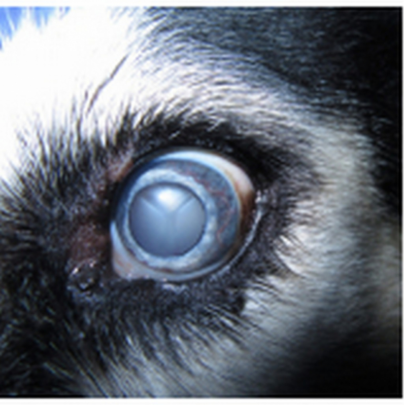 Cirurgia Catarata para Animais Agendar Eixo Rodoviário Sul - Cirurgia de Catarata em Animais Altiplano Leste