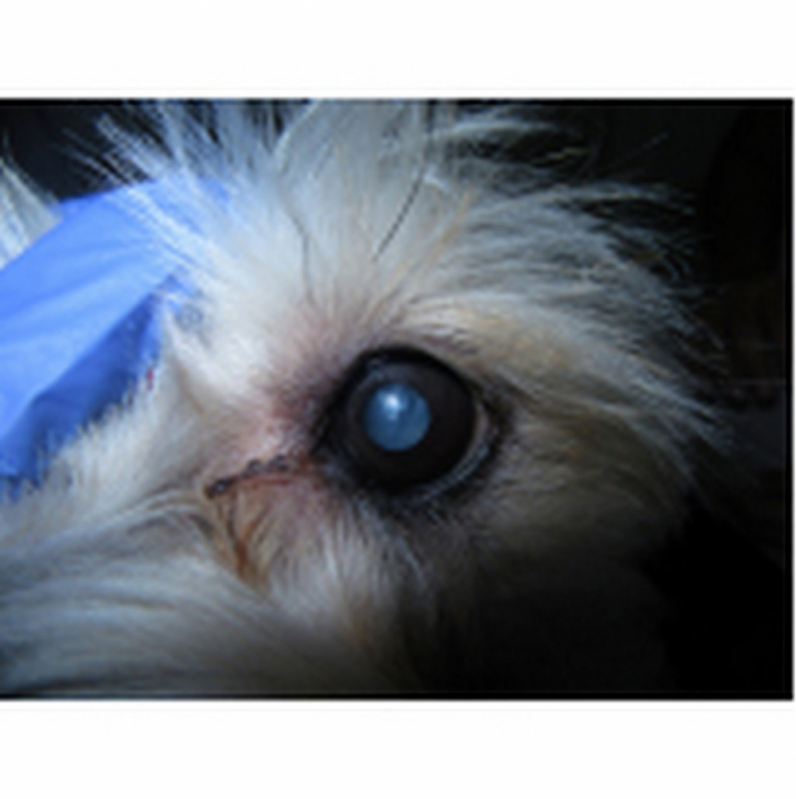 Cirurgia Catarata para Animais Clínica Eixo W - Cirurgia de Catarata para Gato Mangueiral