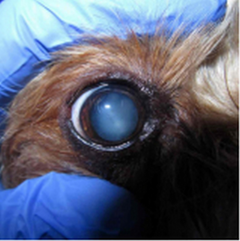 Cirurgia de Catarata Animal Clínica Águas Claras - Cirurgia Catarata Cachorros Itaipu