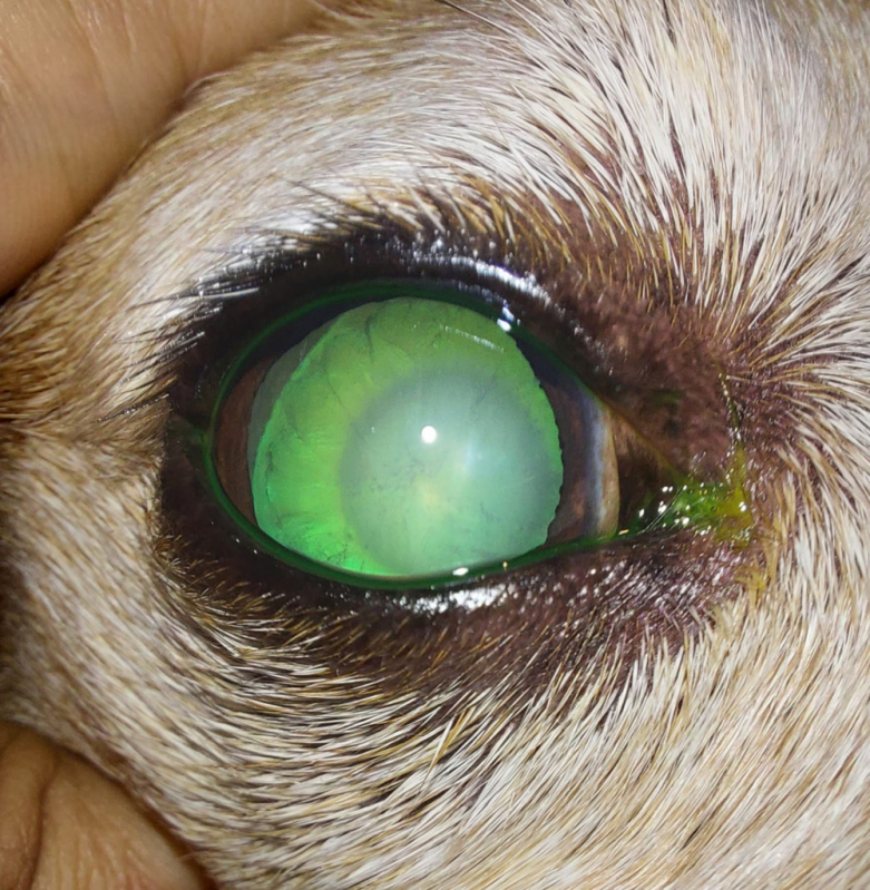Cirurgia de Catarata Cachorro Marcar Vila Planalto - Cirurgia de Catarata Canina