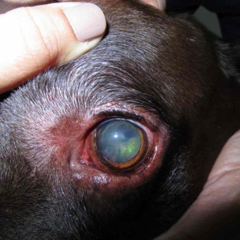 Cirurgia de Catarata Cachorro ERL Sul - Cirurgia de Catarata Canina