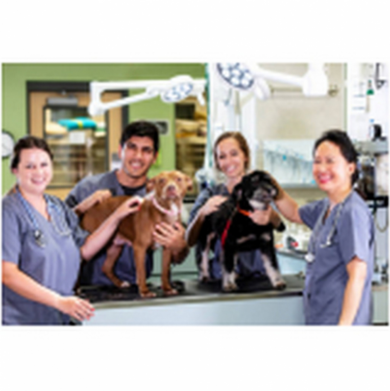 Cirurgia de Catarata em Animais Clínica ZfN Zona Industrial - Cirurgia Catarata Cachorros Itaipu