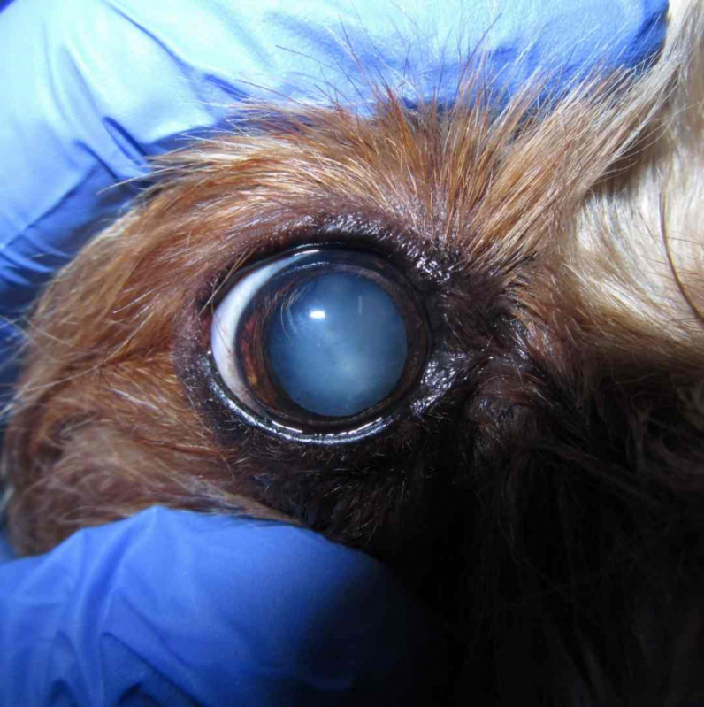 Cirurgia de Catarata em Cachorro Agendar ZE Zona Especial - Cirurgia de Catarata Canina