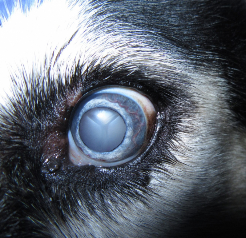 Cirurgia de Catarata em Cachorro Marcar Asa Norte - Cirurgia para Catarata em Cachorro