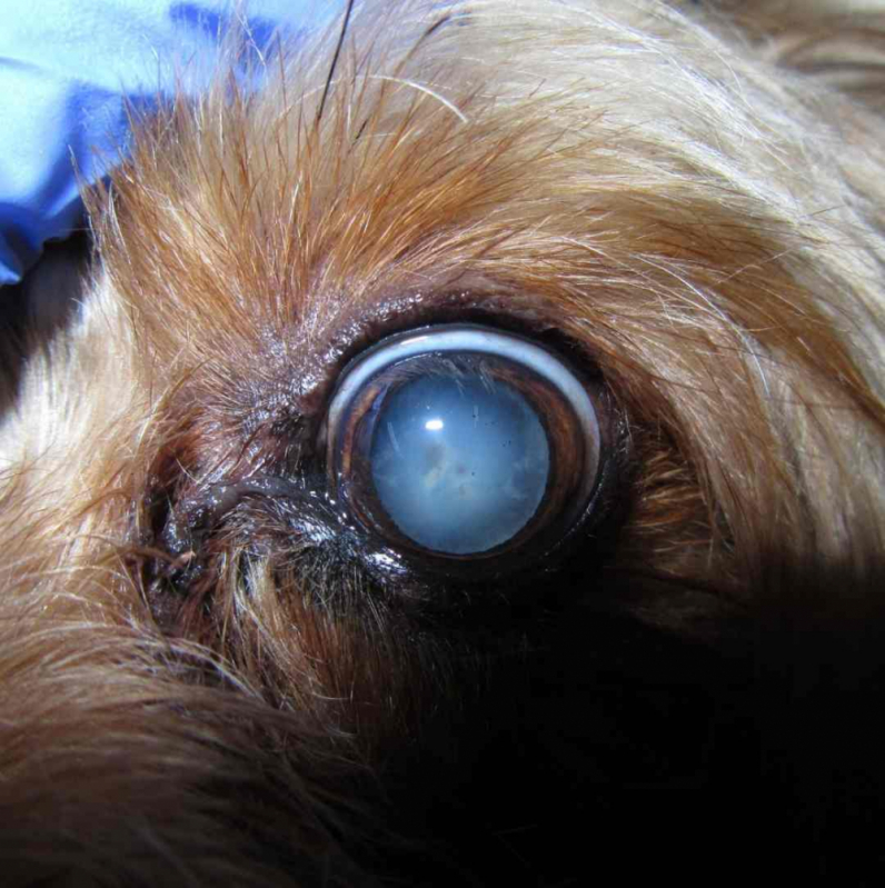 Cirurgia de Catarata em Cachorro Cruzeiro Novo - Cirurgia de Catarata Canina