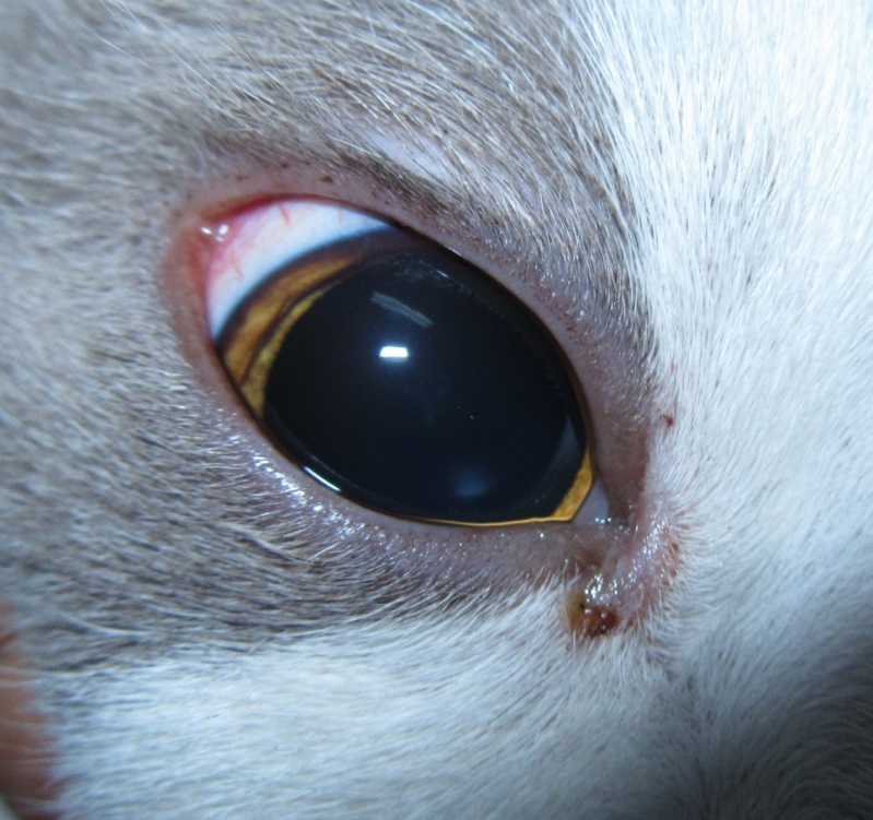 Cirurgia de Catarata em Felinos Agendar SAAN - Cirurgia de Catarata em Gatos