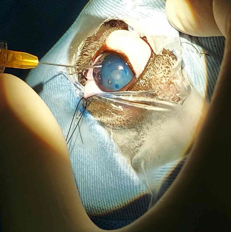 Cirurgia de Catarata em Gatos Agendar Guara - Catarata Gato Cirurgia