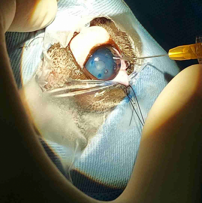 Cirurgia de Catarata no Olho do Cachorro Marcar Lago Norte - Cirurgia de Catarata no Olho do Cachorro