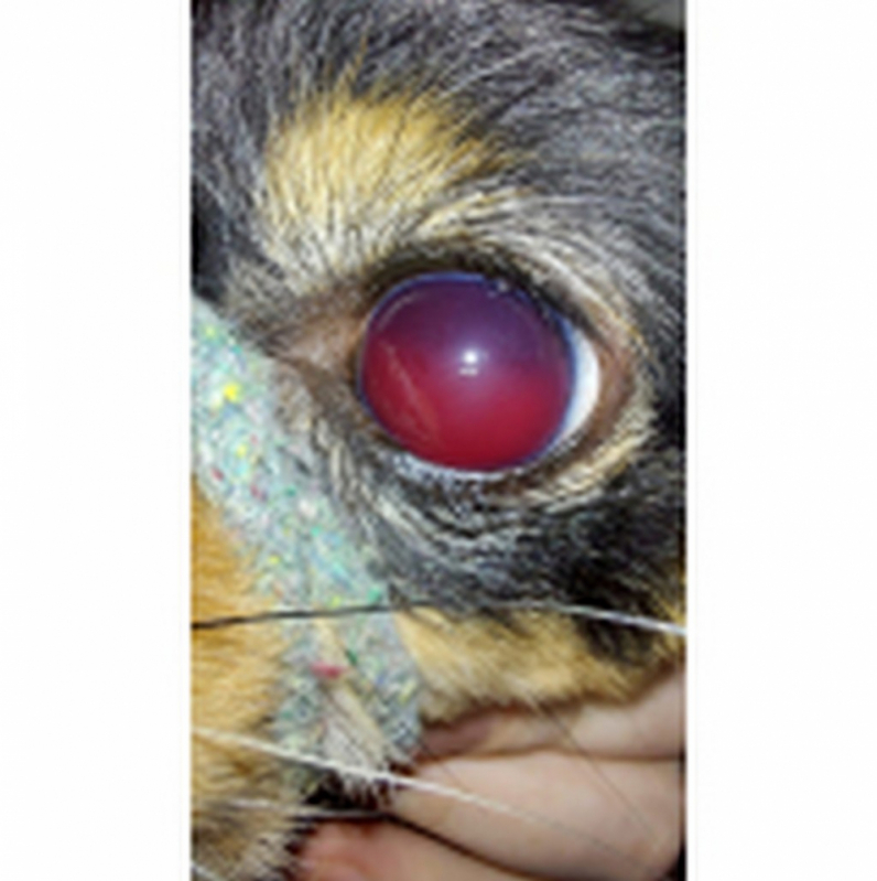 Cirurgia de Catarata para Animais de Estimação Vila Telebrasília - Cirurgia de Catarata para Animais de Estimação Barreiros