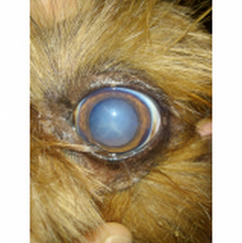Cirurgia de Catarata para Animais Condomínio Lago Sul - Cirurgia de Catarata para Cachorros Mangueiral