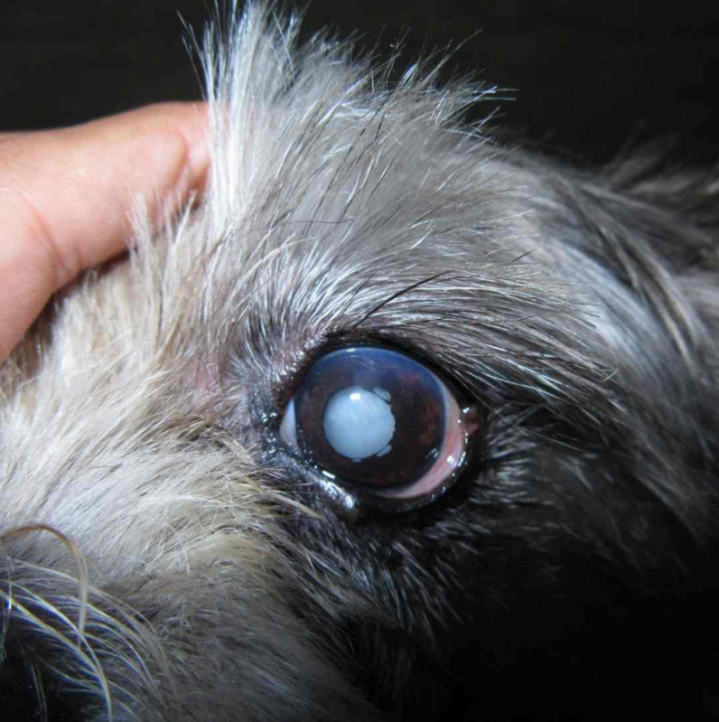 Cirurgia de Catarata para Cachorro PARQUE TECNOLOGICO DE BRASILIA GRANJA DO TORT - Cirurgia de Catarata Canina
