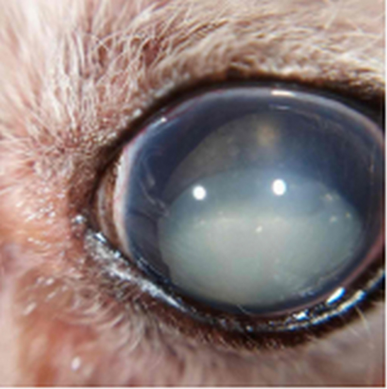 Cirurgia de Catarata para Cachorros Octogonal - Cirurgia de Catarata para Cachorros Mangueiral