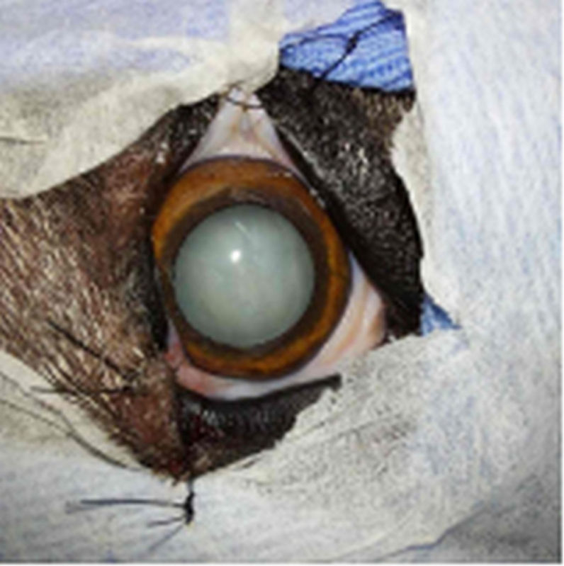 Cirurgia de Catarata para Gato Clínica SETOR MILITAR URBANO - Cirurgia de Catarata em Animais Altiplano Leste