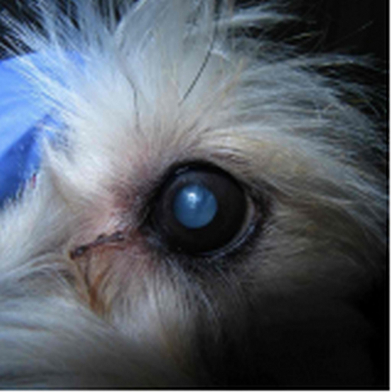 Cirurgia de Catarata para Gato BIOTIC - Cirurgia de Catarata para Cachorros Mangueiral