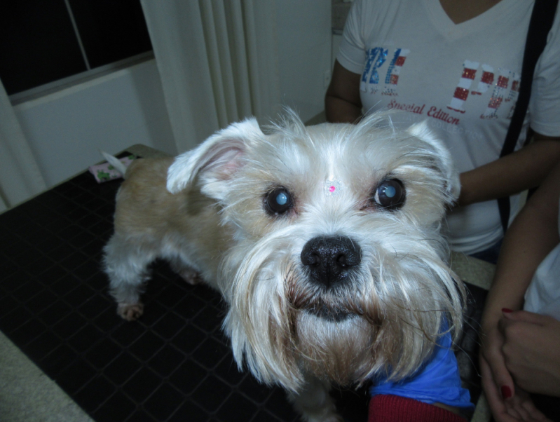 Cirurgia de Olhos para Cachorro Marcar Noroeste - Cirurgia Olho Shih Tzu