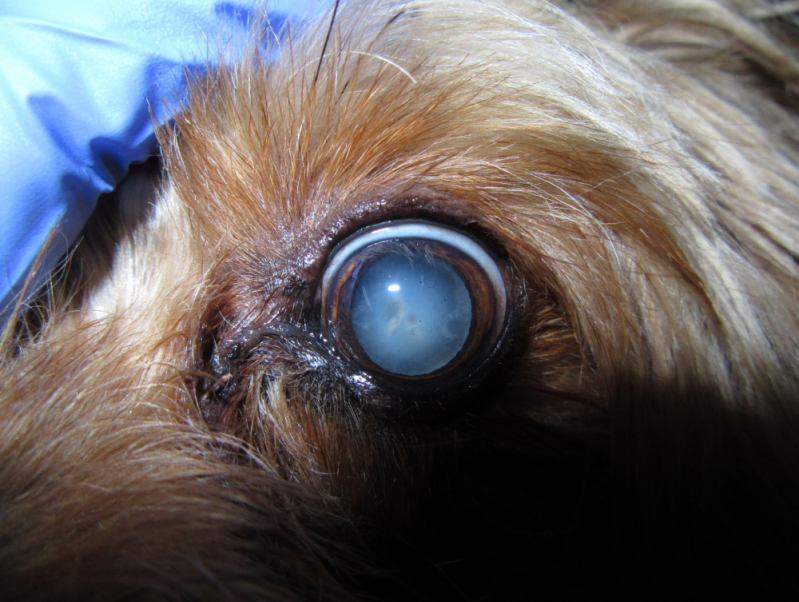 Cirurgia de Olhos para Cachorro Lago - Cirurgia Olho Cachorro