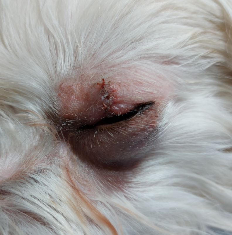 Cirurgia em Olho de Cachorro Agendar SAAN - Cirurgia no Olho de Cachorro