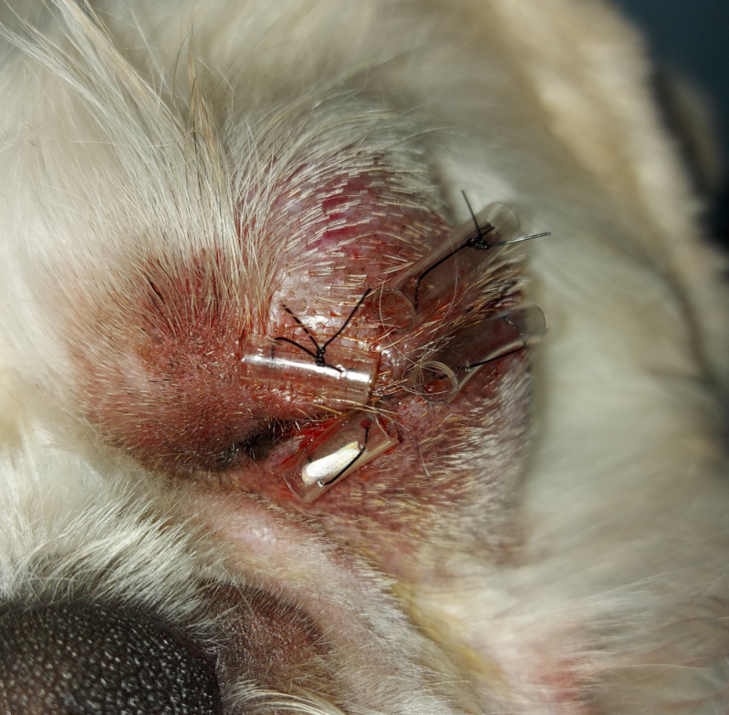 Cirurgia em Olho de Cachorro Jockey Club - Cirurgia de Catarata no Olho do Cachorro