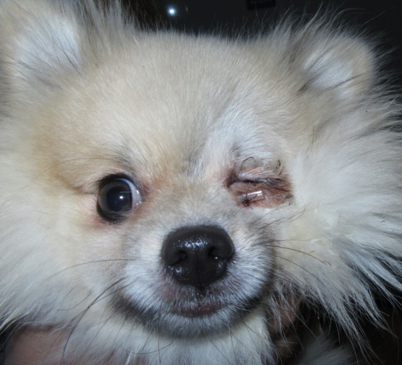 Cirurgia no Olho de Cachorro Marcar Lado Sul - Cirurgia Olho de Cereja Cachorro