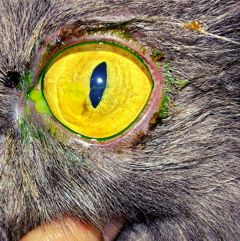 Cirurgia nos Olhos de Cachorro Marcar Setor Administrativo - Cirurgia Ocular para Gatos