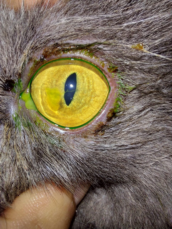 Cirurgia Ocular para Gatos Zona Industrial - Cirurgia Oftalmológica em Cães