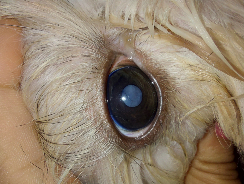 Cirurgia Oftalmológica em Cães Marcar Park Way - Cirurgia de Catarata no Olho do Cachorro