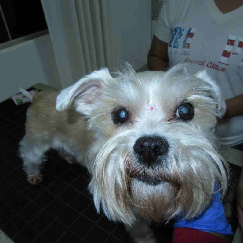 Cirurgia Olho Cachorro Marcar Águas Claras - Cirurgia Oftalmológica em Cães