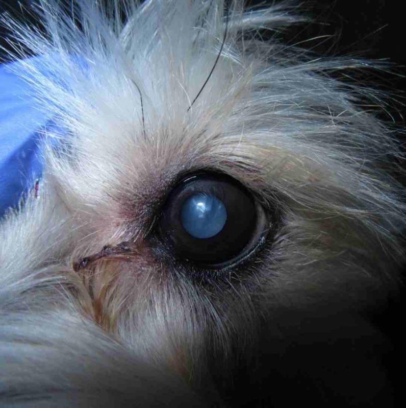Cirurgia Olho Cachorro Octogonal - Cirurgia Olho Shih Tzu