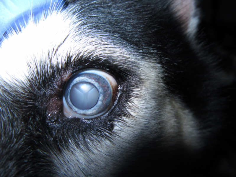 Cirurgia Olho de Cachorro Marcar ZV Zona Verde - Cirurgia Oftalmológica em Cães