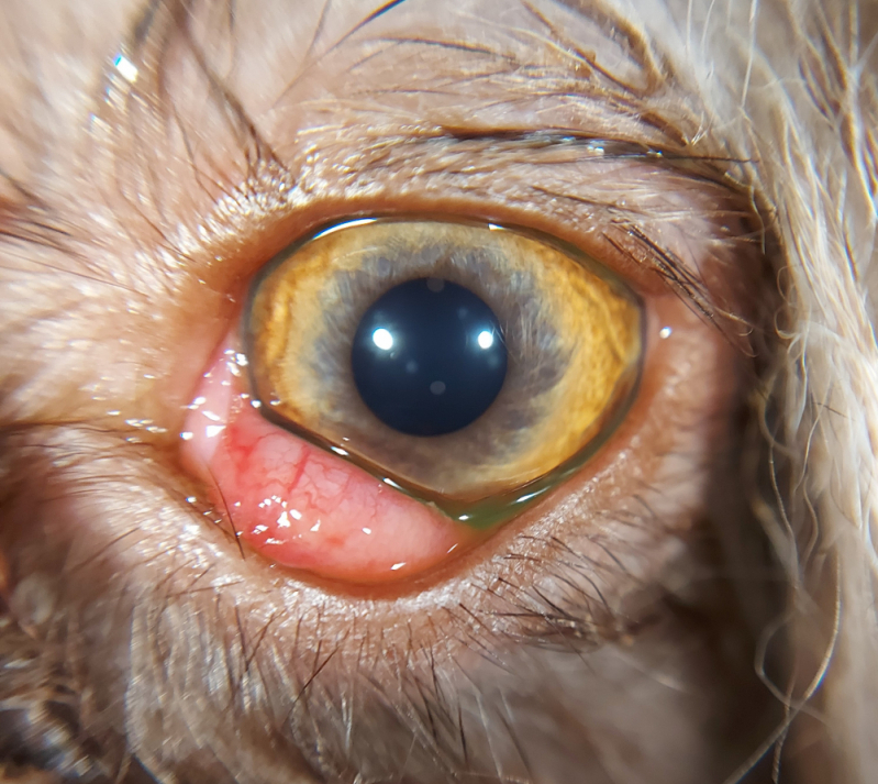 Cirurgia Olho de Cereja Cachorro Marcar SAAN - Cirurgia no Olho de Cachorro