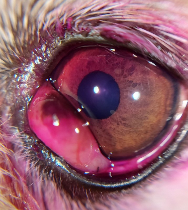 Cirurgia Olho de Cereja Cachorro Eixo W - Cirurgia Olho Shih Tzu