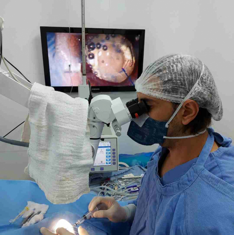 Cirurgia Olho Shih Tzu Jardim Botânico - Cirurgia de Catarata no Olho do Cachorro