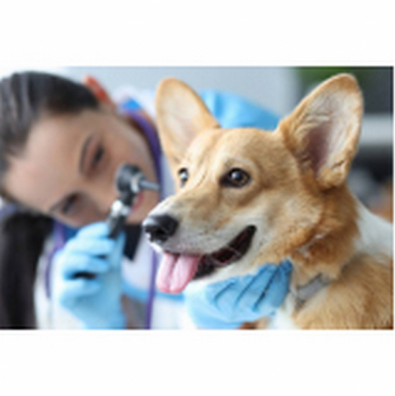 Cirurgia Veterinária Catarata Octogonal - Cirurgia de Catarata para Animais de Estimação Barreiros