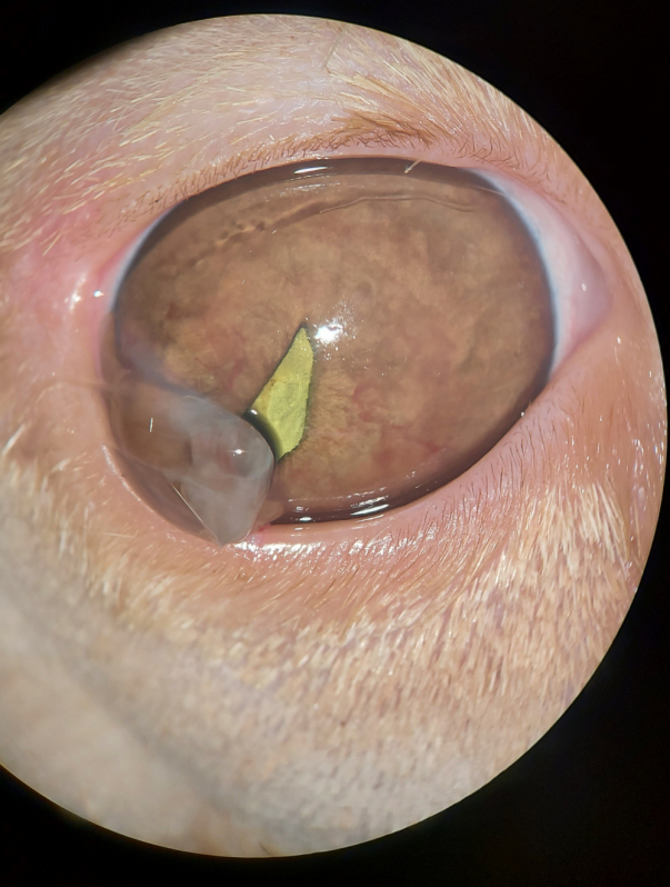 Clínica de Cirurgia Ocular para Gatos EPNB Estrada Parque Núcleo Bandeirante - Cirurgia de Catarata no Olho do Cachorro