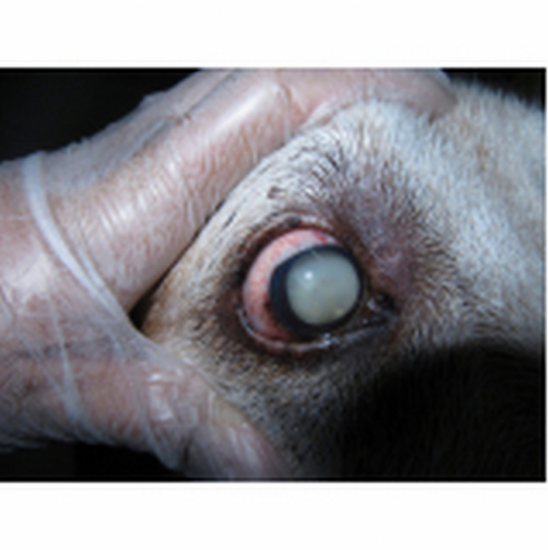 Clínica Especializada em Cirurgia de Catarata para Animais Eixo W - Cirurgia de Catarata Animal Itaipu