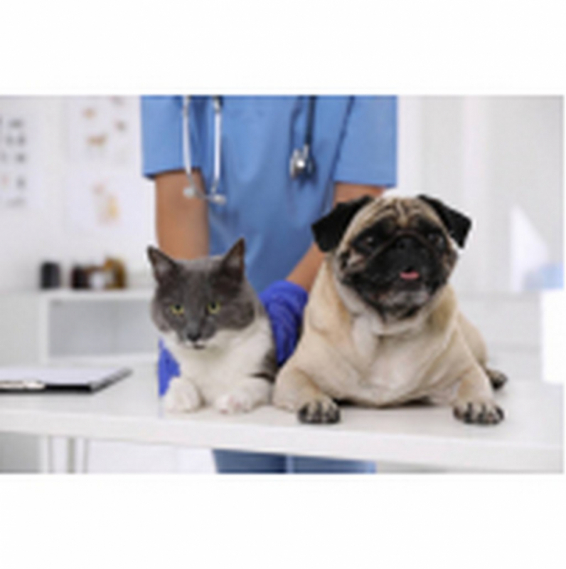 Clínica Especializada em Cirurgia Veterinária Catarata SCN SETOR COMERCIAL NORTE - Cirurgia de Catarata para Cachorros Mangueiral