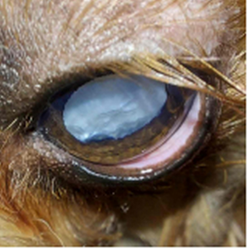 Clínica Especializada em Glaucoma Cachorro Guará - Tratamento de Glaucoma no Olho de Cachorro Jardim Botânico de Brasília