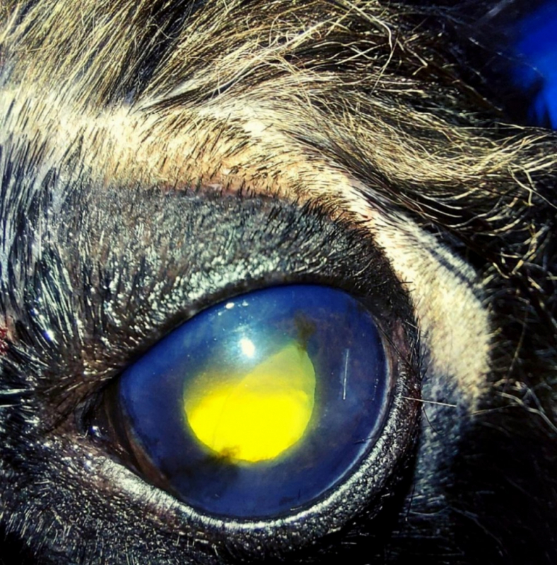 Clínica Especializada em Glaucoma de Cachorros de Pequeno Porte Arniqueiras - Glaucoma no Olho de Cachorro Mangueiral