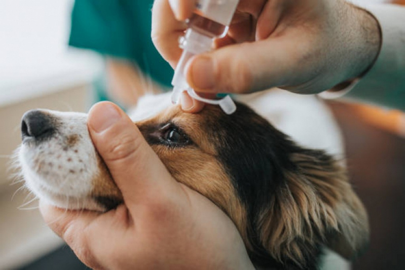 Clínica Especializada em Glaucoma de Cães Condomínio Santa Mônica - Glaucoma de Cães São Bartolomeu