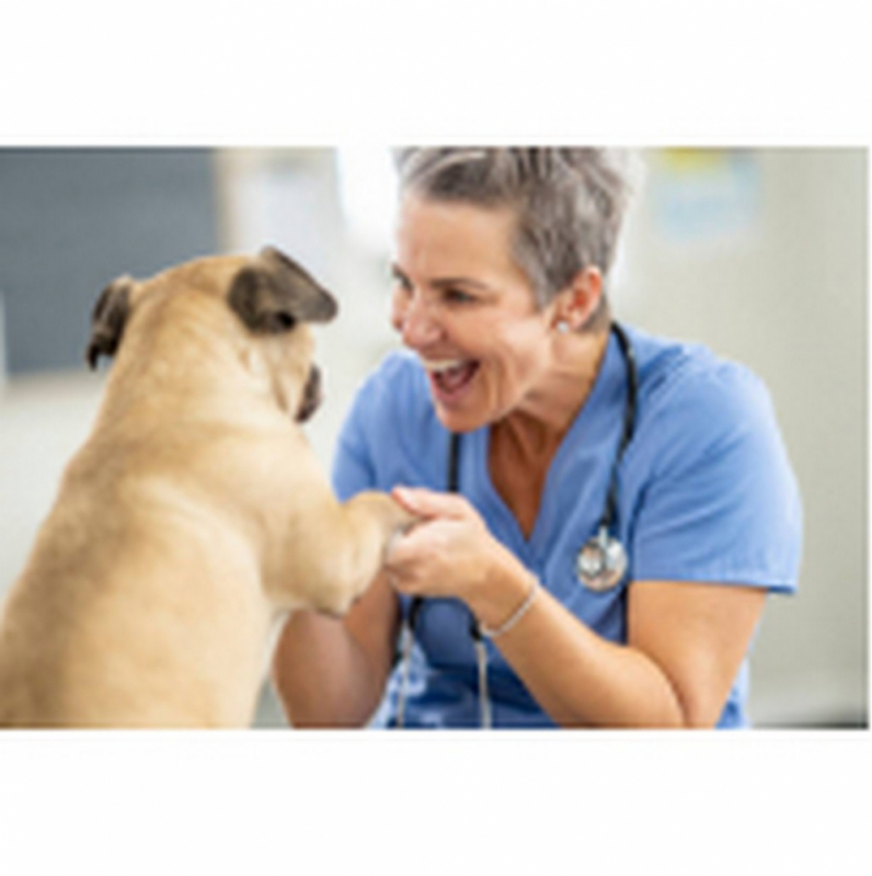 Clínica Especializada em Glaucoma de Cão Condomínio Santa Mônica - Glaucoma de Cães São Bartolomeu