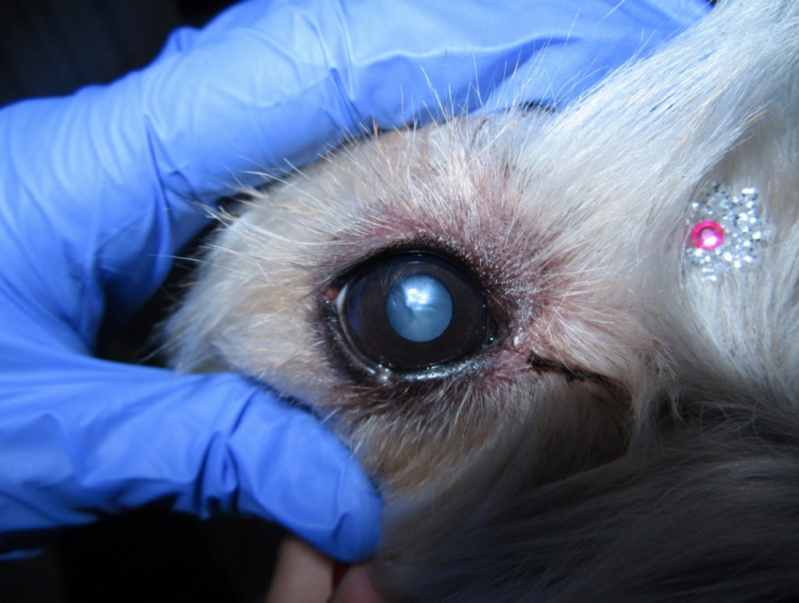 Clínica Especializada em Glaucoma no Olho de Cachorro Lago Norte - Glaucoma de Cachorros de Pequeno Porte Barreiros