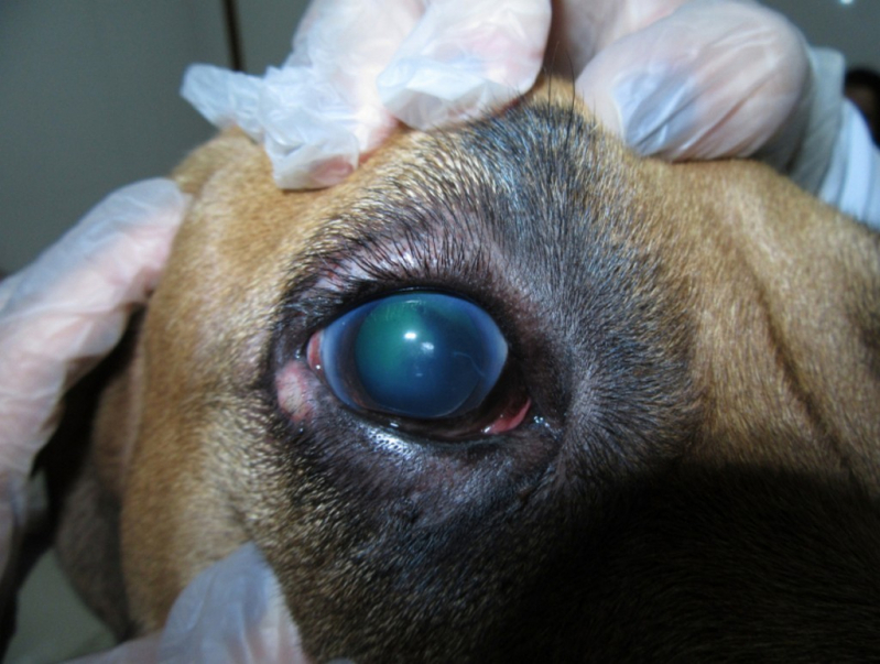 Clínica Especializada em Glaucoma Ocular Canino Condomínio Quintas da Alvorada - Glaucoma de Cachorros de Grande Porte Altiplano Leste