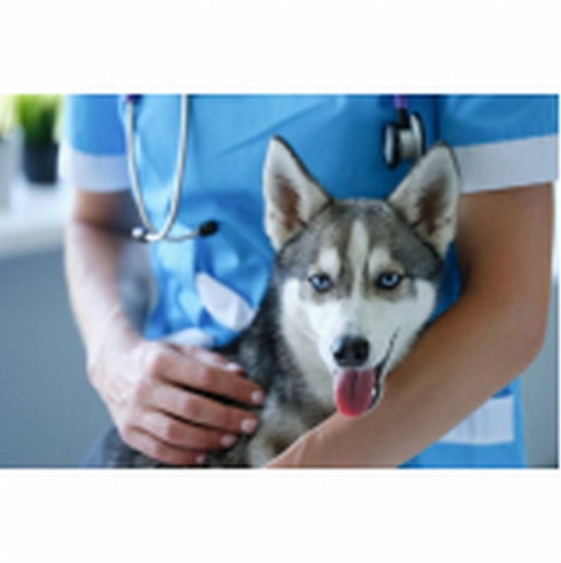 Clínica Especializada em Glaucomas Cachorros Lago - Tratamento de Glaucoma de Cães Barreiros