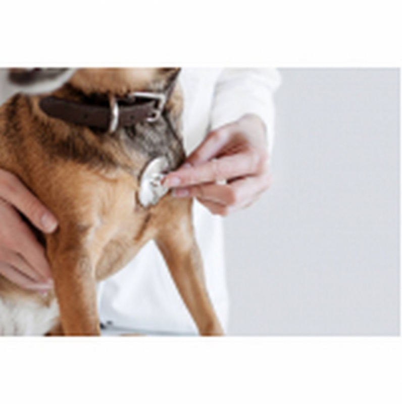 Clínica Especializada em Tratamento de Glaucoma de Cachorro Eixo Rodoviário Leste - Tratamento Médico do Glaucoma Canino Itaipu